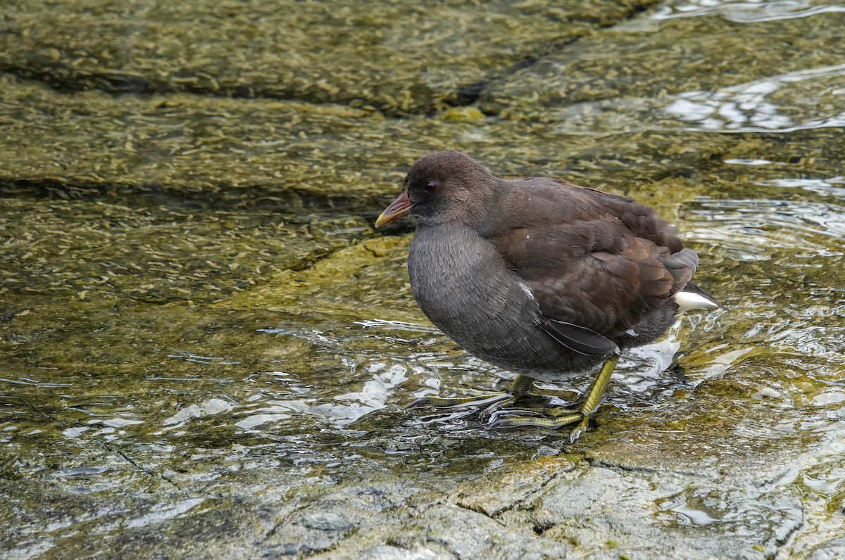 バン - ML646618842