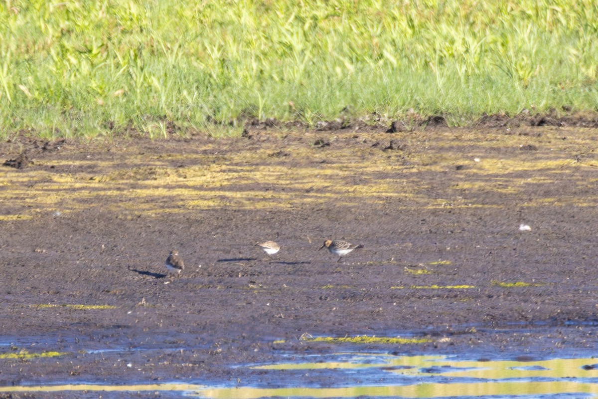 Baird's Sandpiper - ML646618843