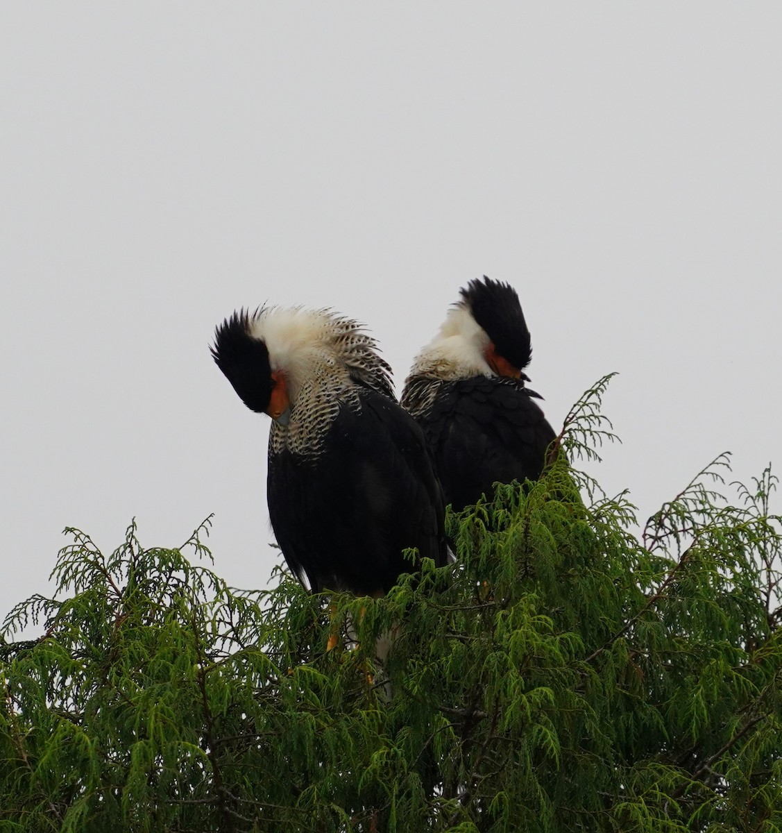 Crested Caracara - ML646618844