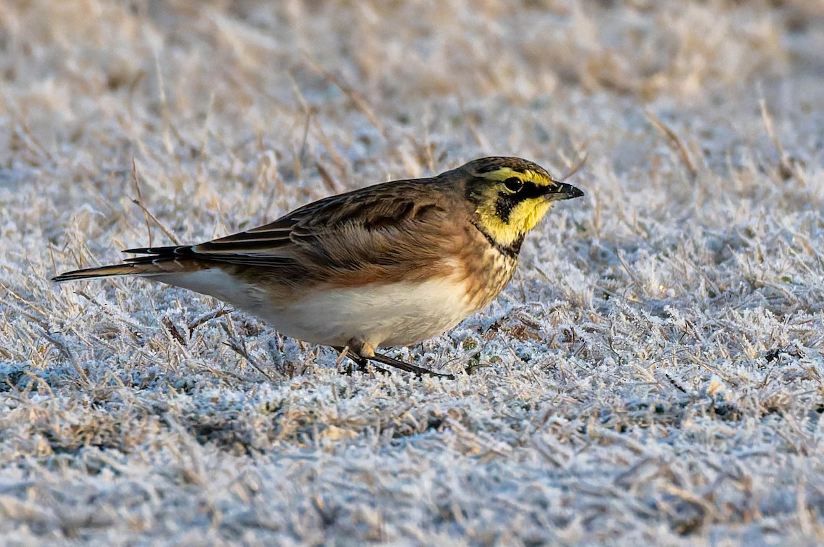 Horned Lark - ML646618846