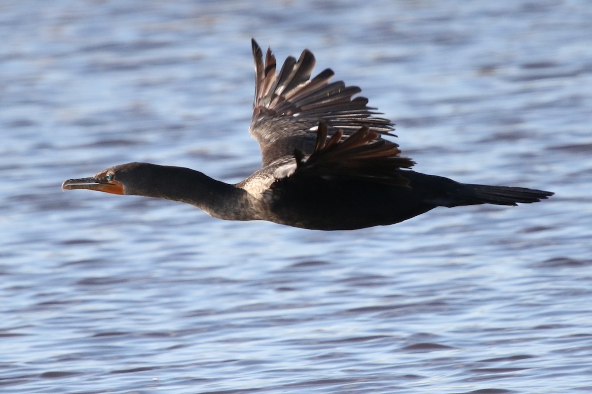 Double-crested Cormorant - ML646618849