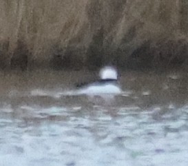 Petit Garrot - ML646618851