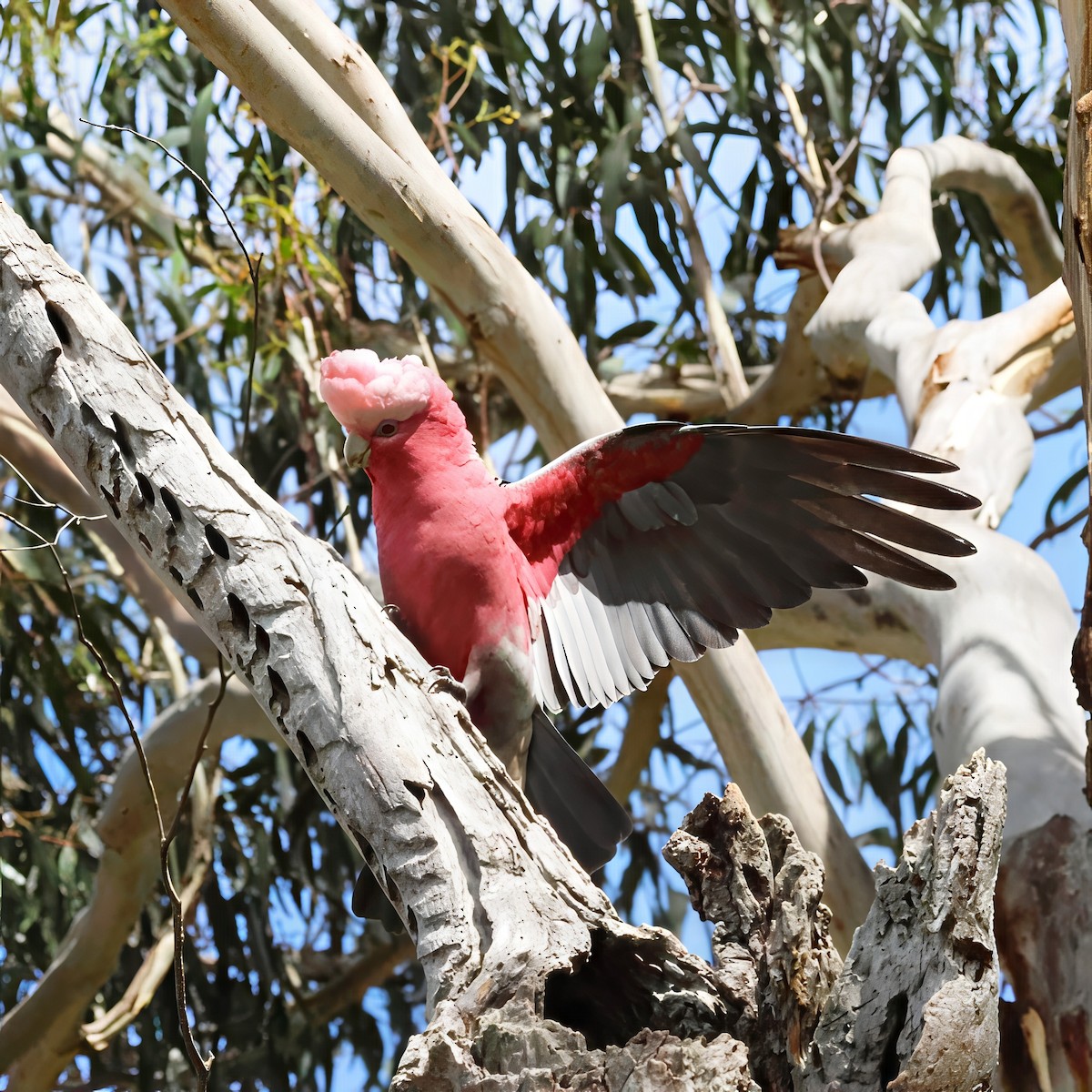 Galah - ML646618852