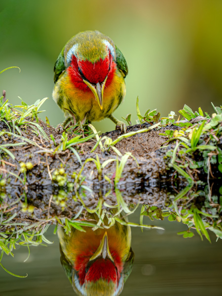 Red-headed Barbet - ML646618853