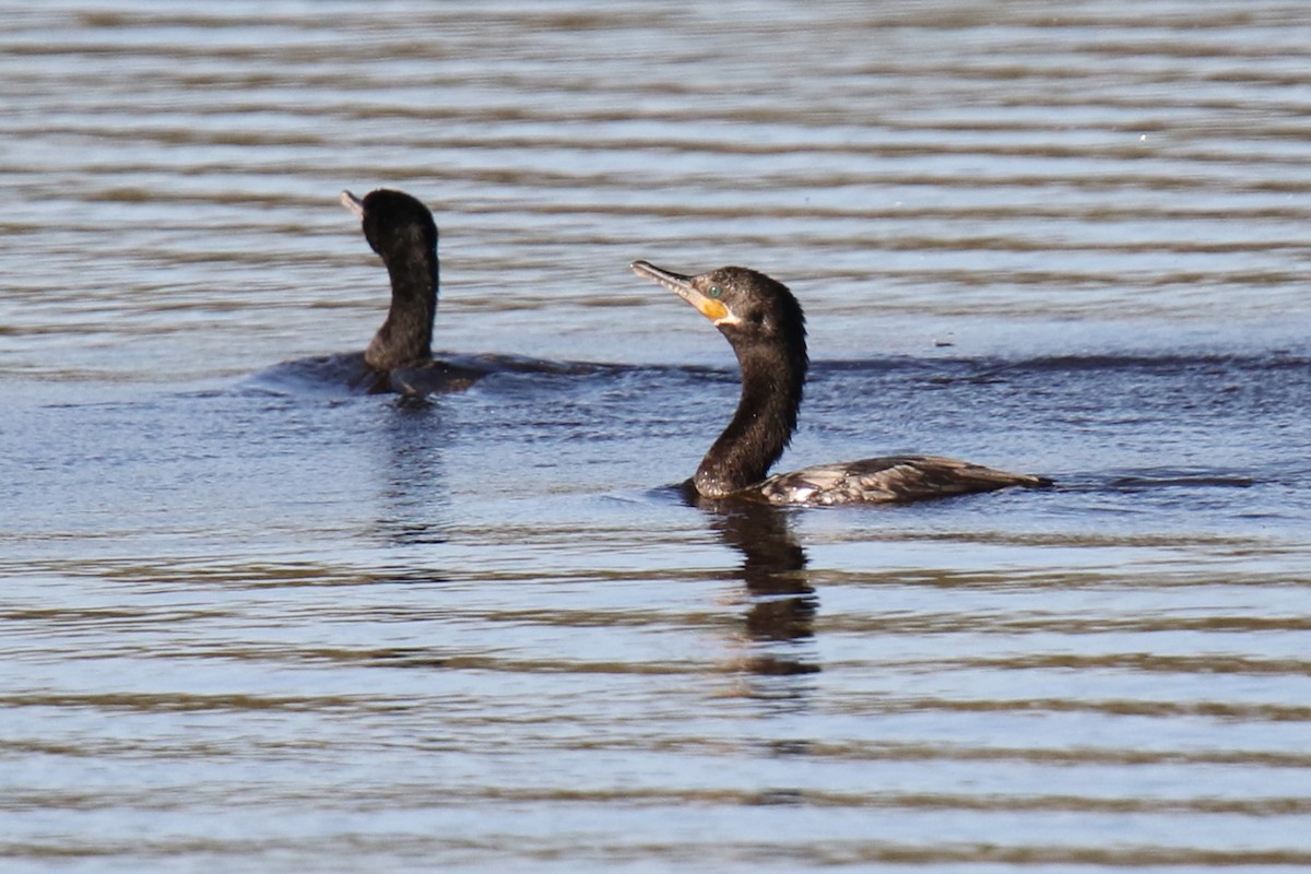 Neotropic Cormorant - ML646618854