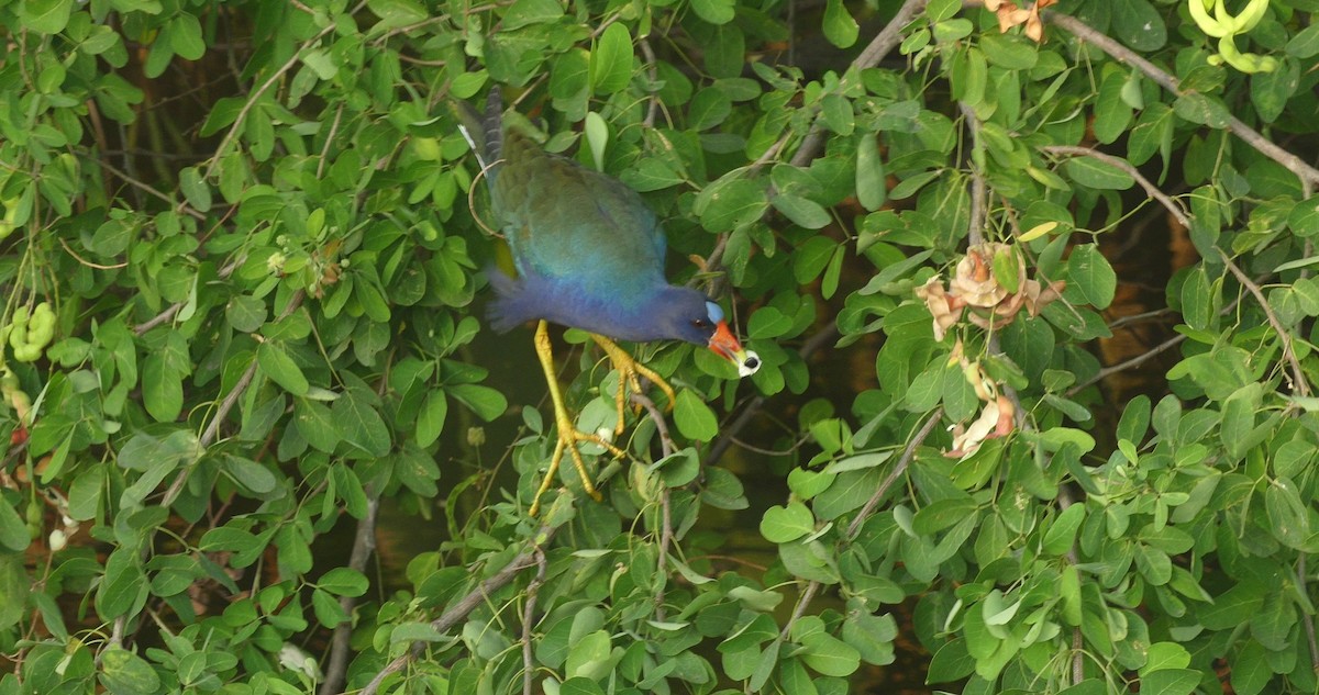 Султанка американська - ML646618858