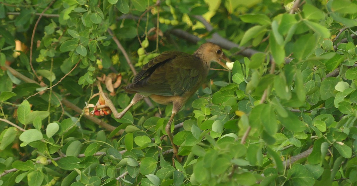 Султанка американська - ML646618859