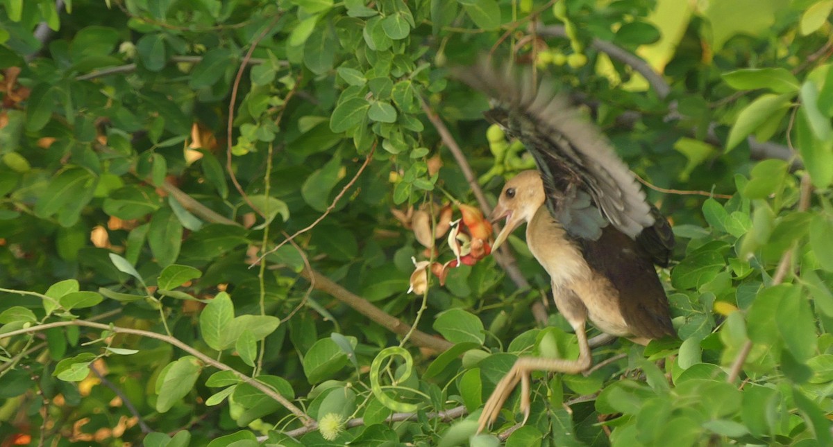Султанка американська - ML646618860