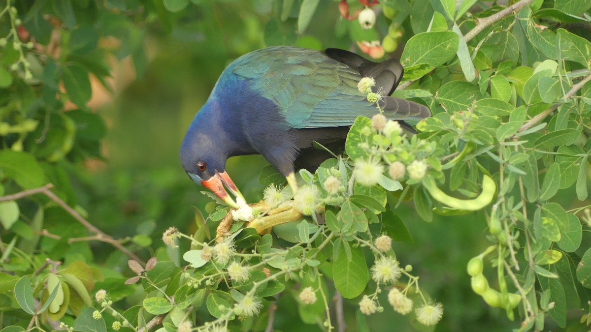 Султанка американська - ML646618861