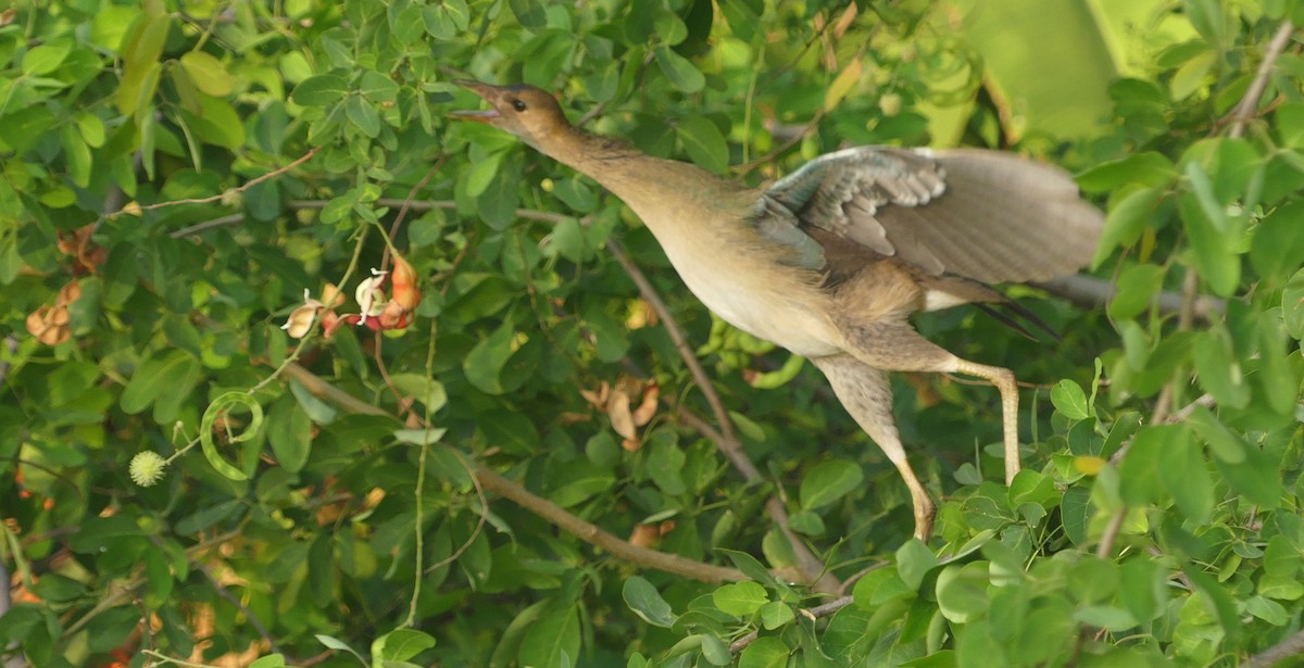 Султанка американська - ML646618862