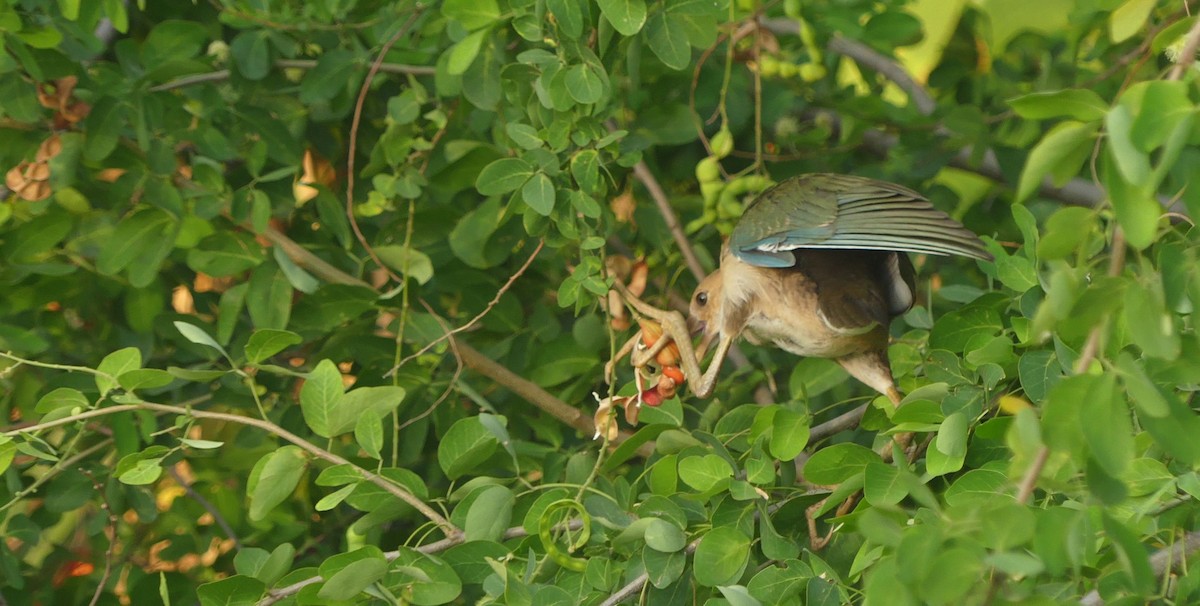 Султанка американська - ML646618863