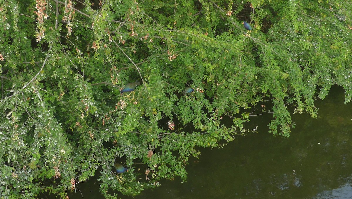 Султанка американська - ML646618864