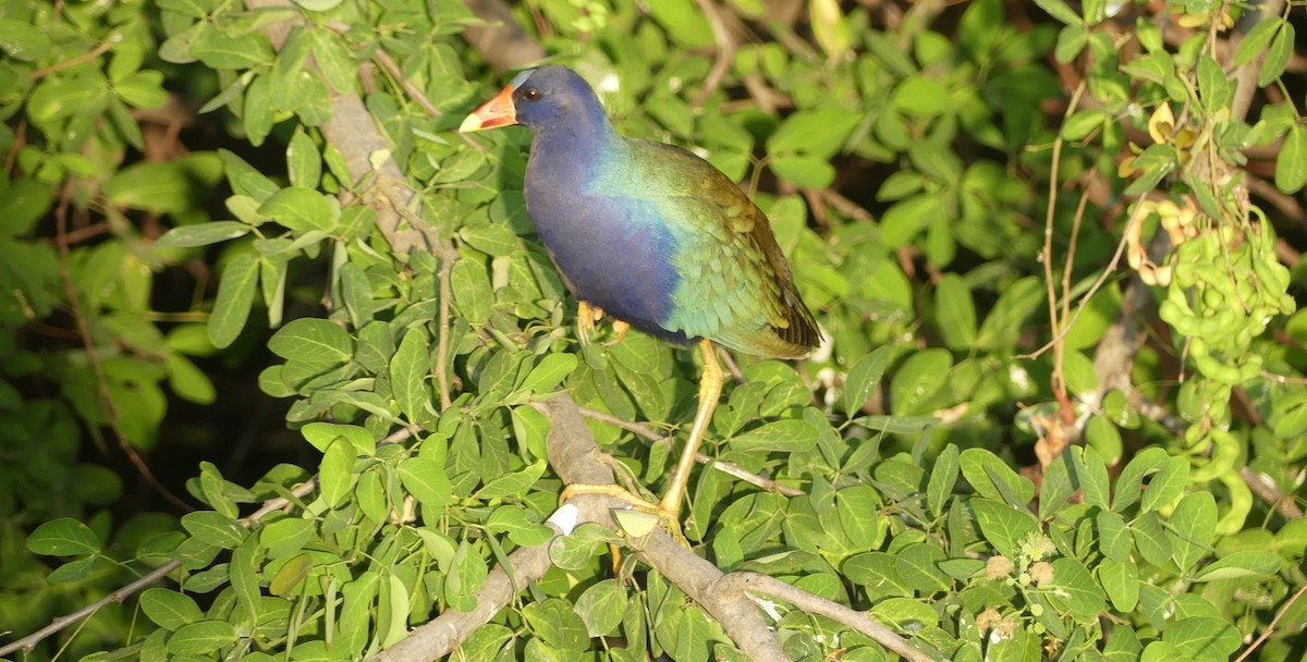 Султанка американська - ML646618865