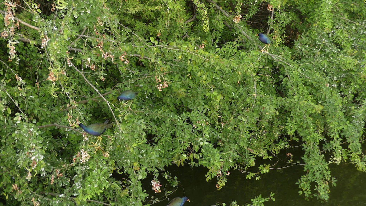 Султанка американська - ML646618866