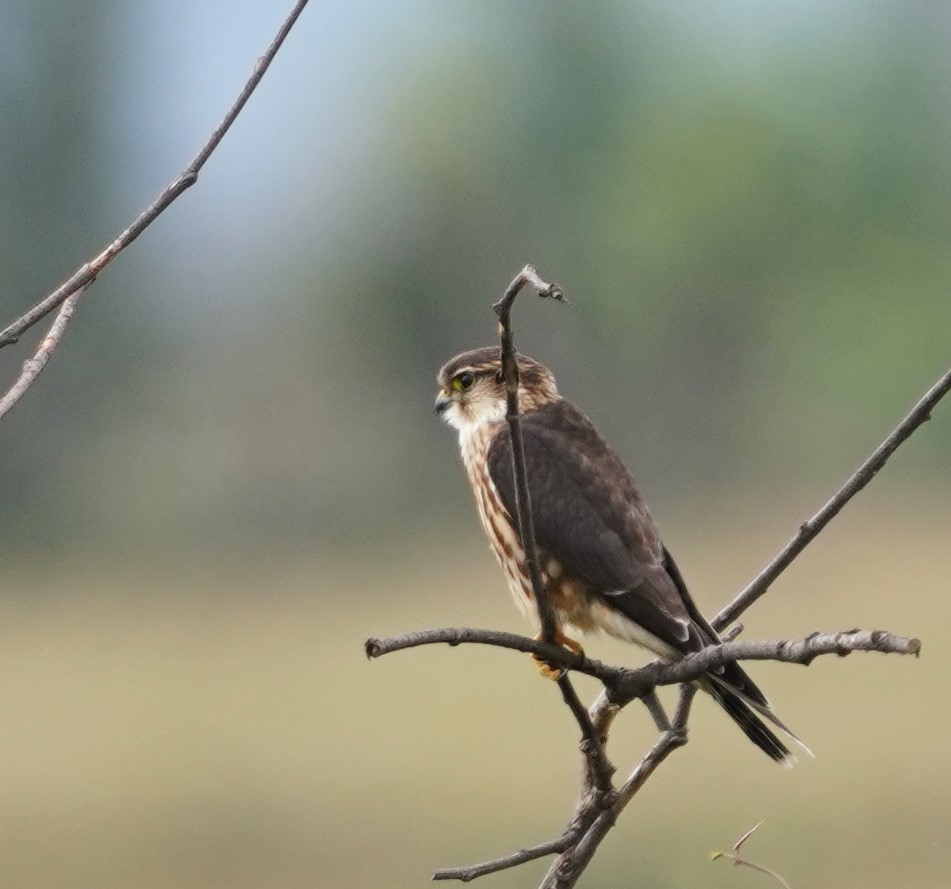 Merlin - ML646618867