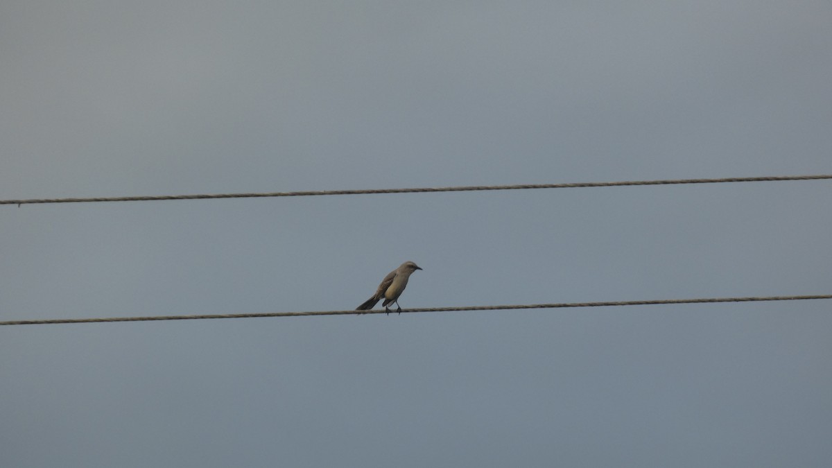 Tropical Mockingbird - ML646618875