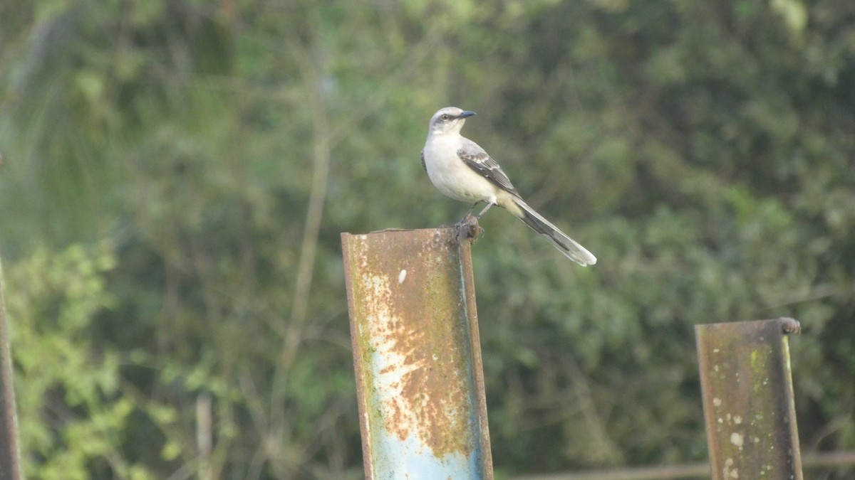 Tropical Mockingbird - ML646618876