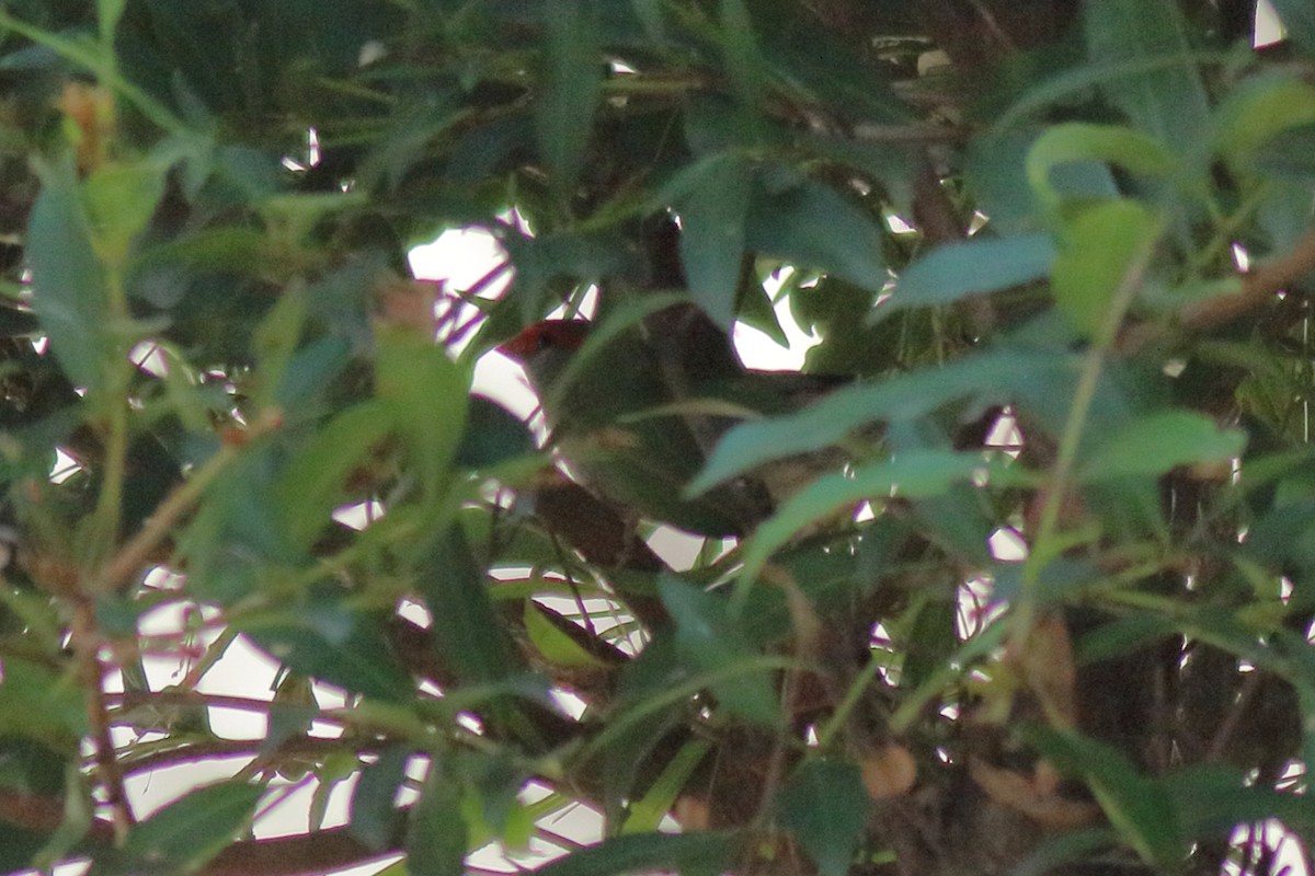 Red-browed Firetail - ML646618877