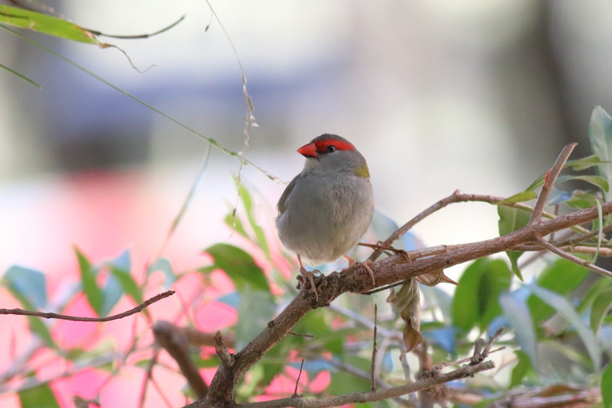 Red-browed Firetail - ML646618878