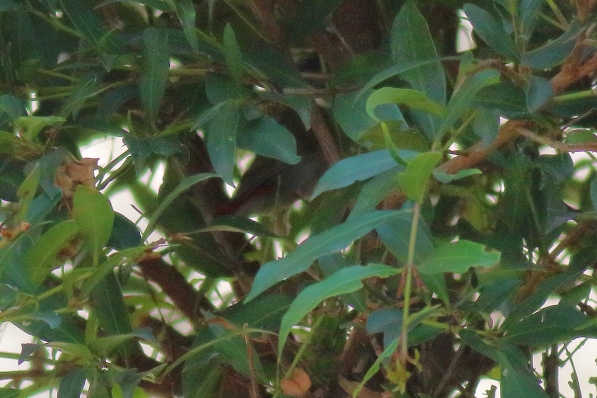 Red-browed Firetail - ML646618879