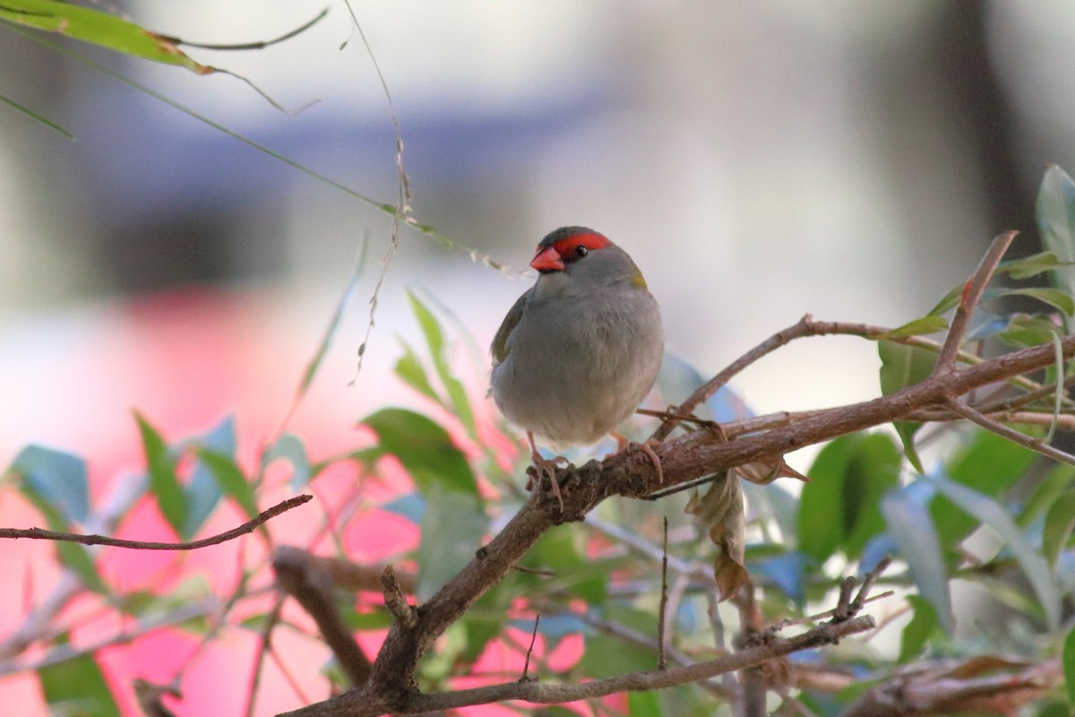 Red-browed Firetail - ML646618880