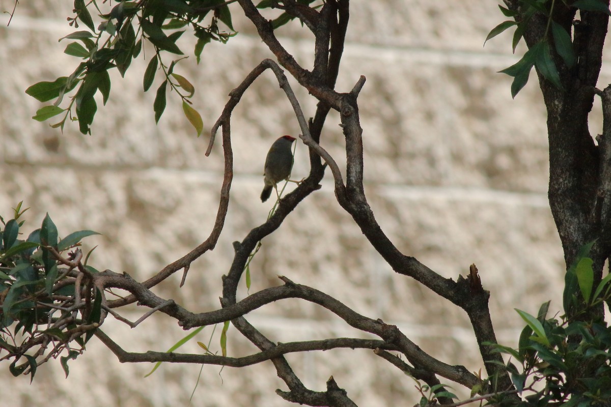 Red-browed Firetail - ML646618881