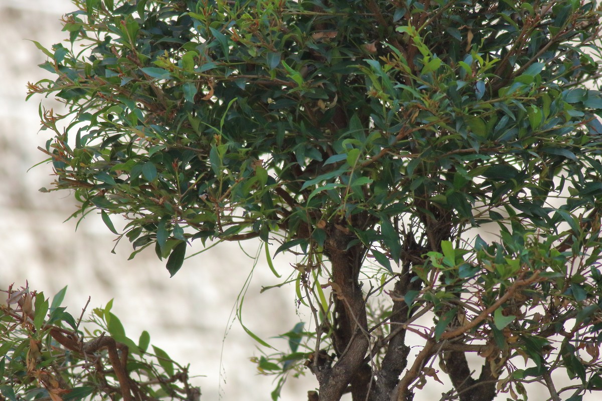 Red-browed Firetail - ML646618882