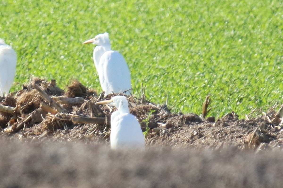 Western Cattle-Egret - ML646618883