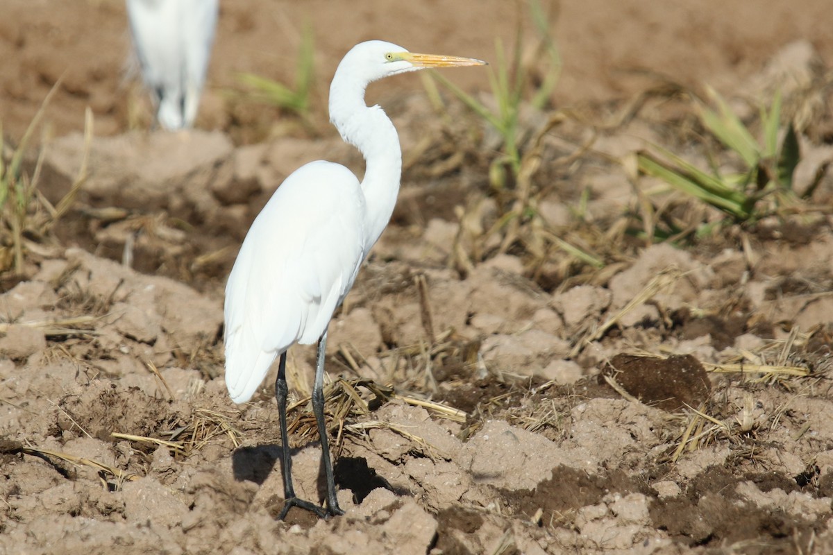Great Egret (American) - ML646618889