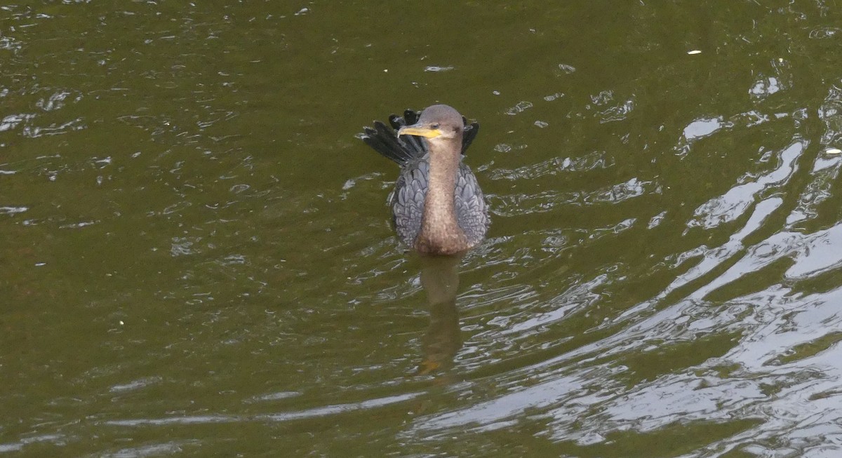 Баклан бразильський - ML646618890