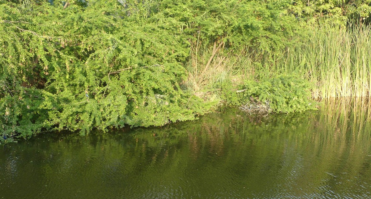 Баклан бразильський - ML646618891