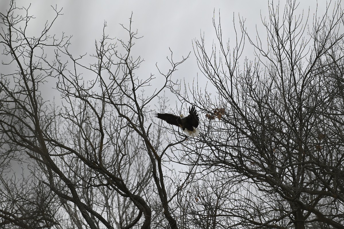 ハクトウワシ - ML646618892