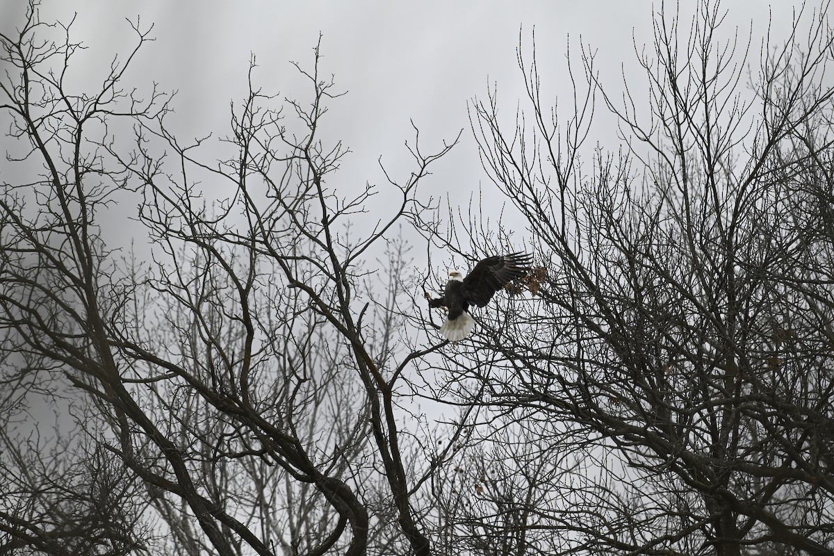 ハクトウワシ - ML646618893