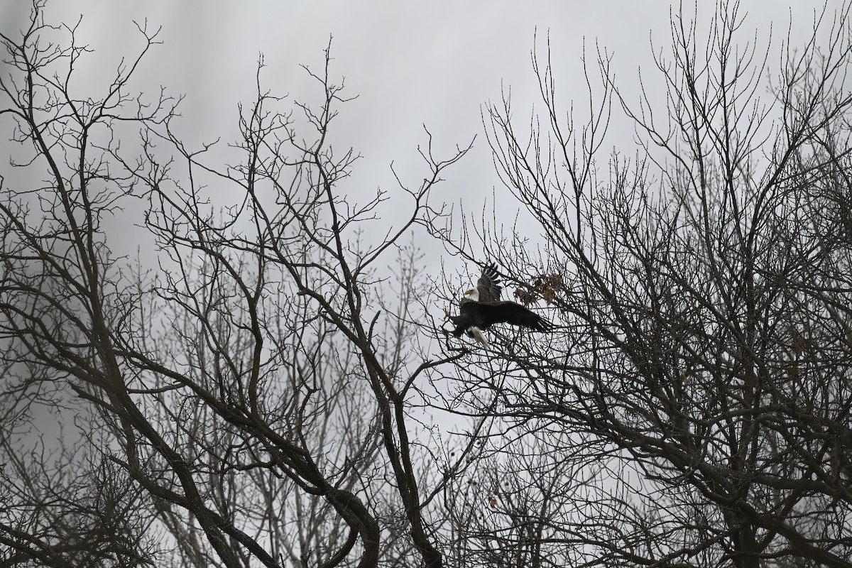 ハクトウワシ - ML646618894