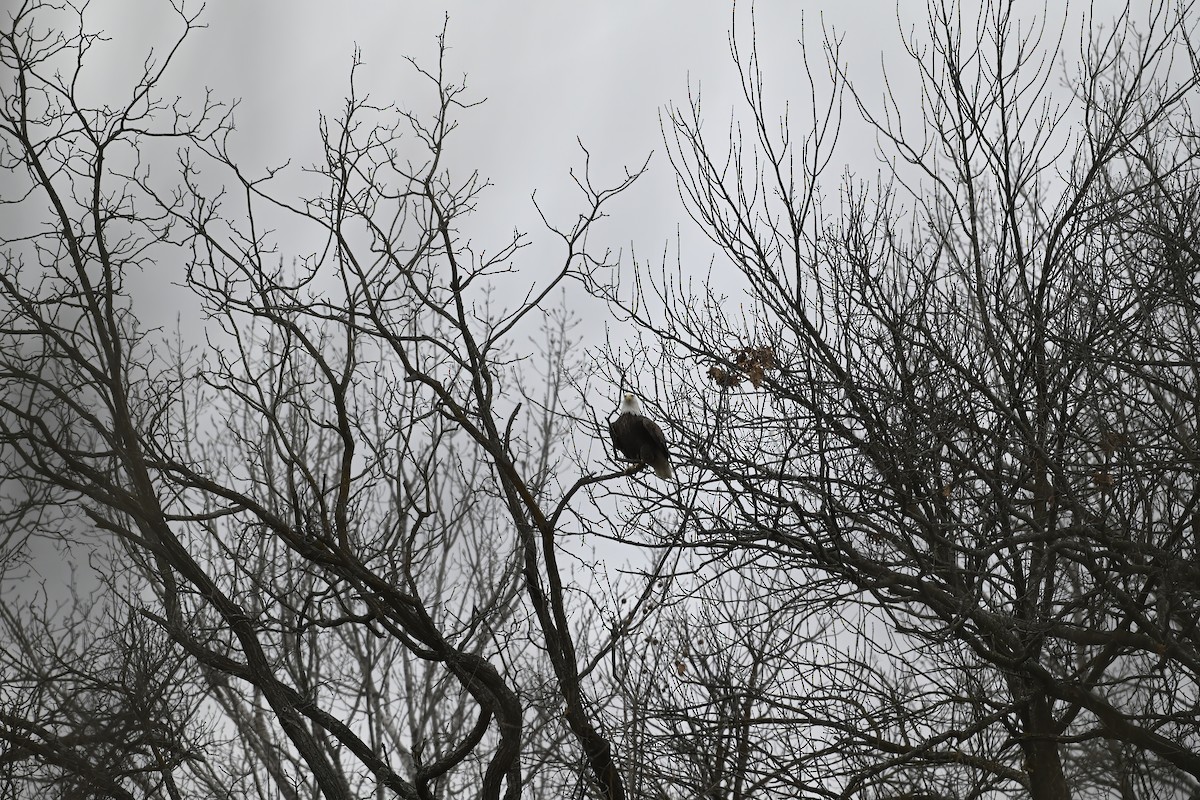 ハクトウワシ - ML646618895