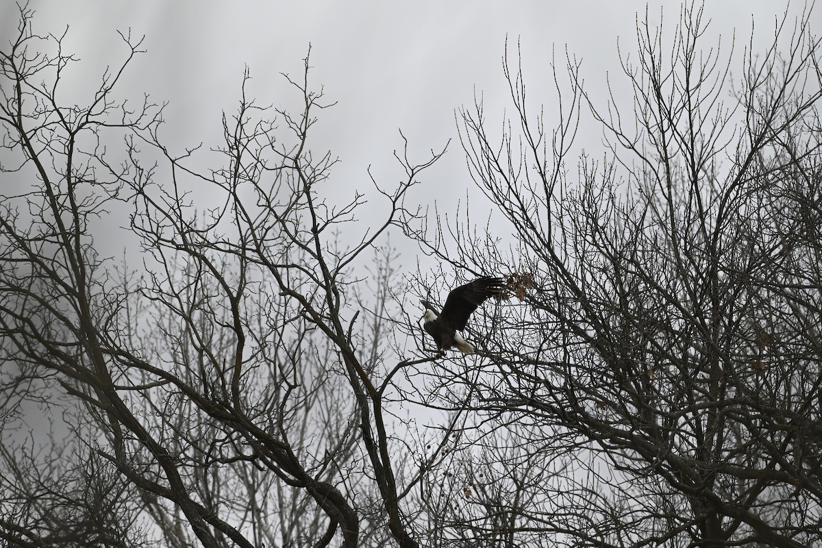 ハクトウワシ - ML646618896