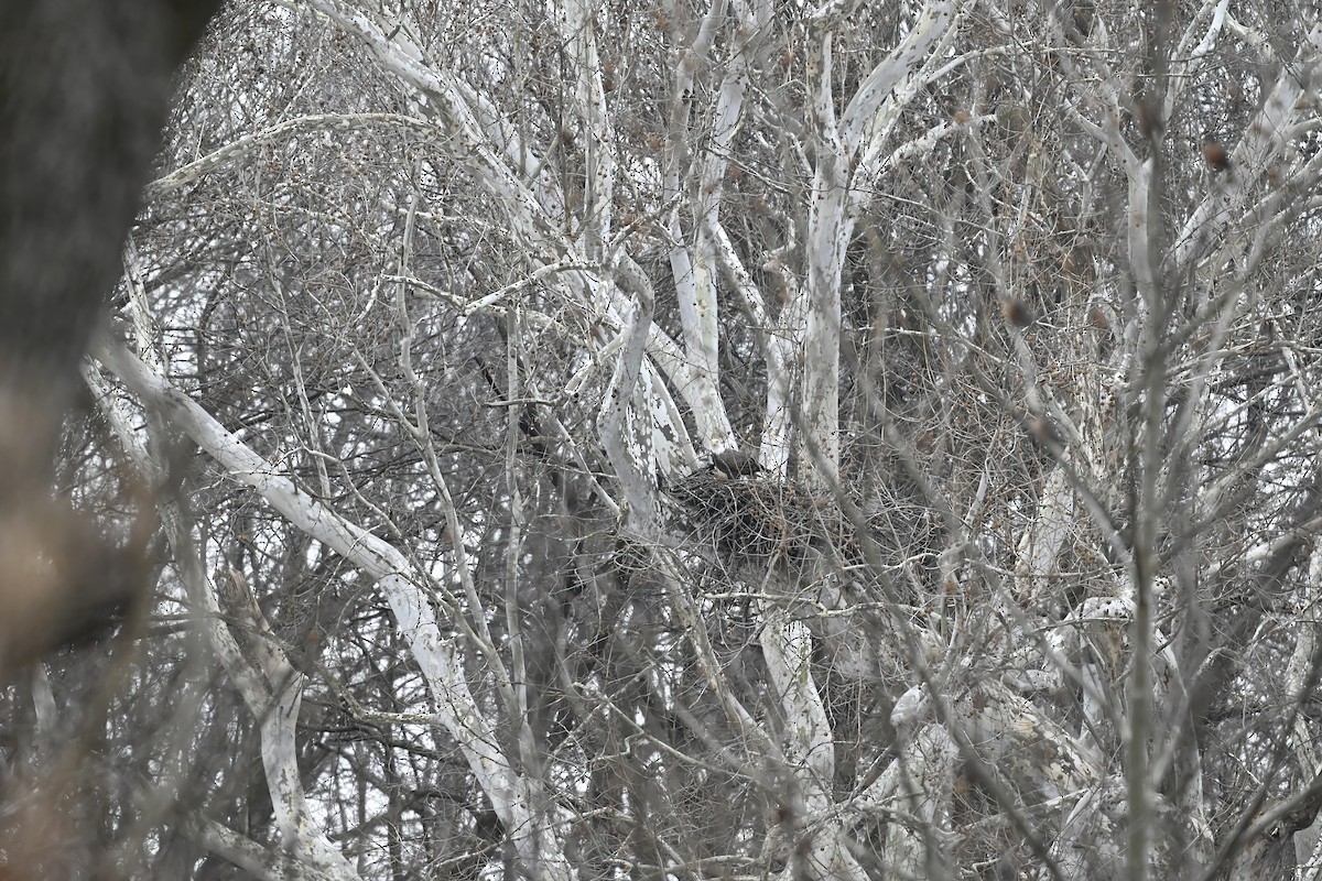 ハクトウワシ - ML646618898