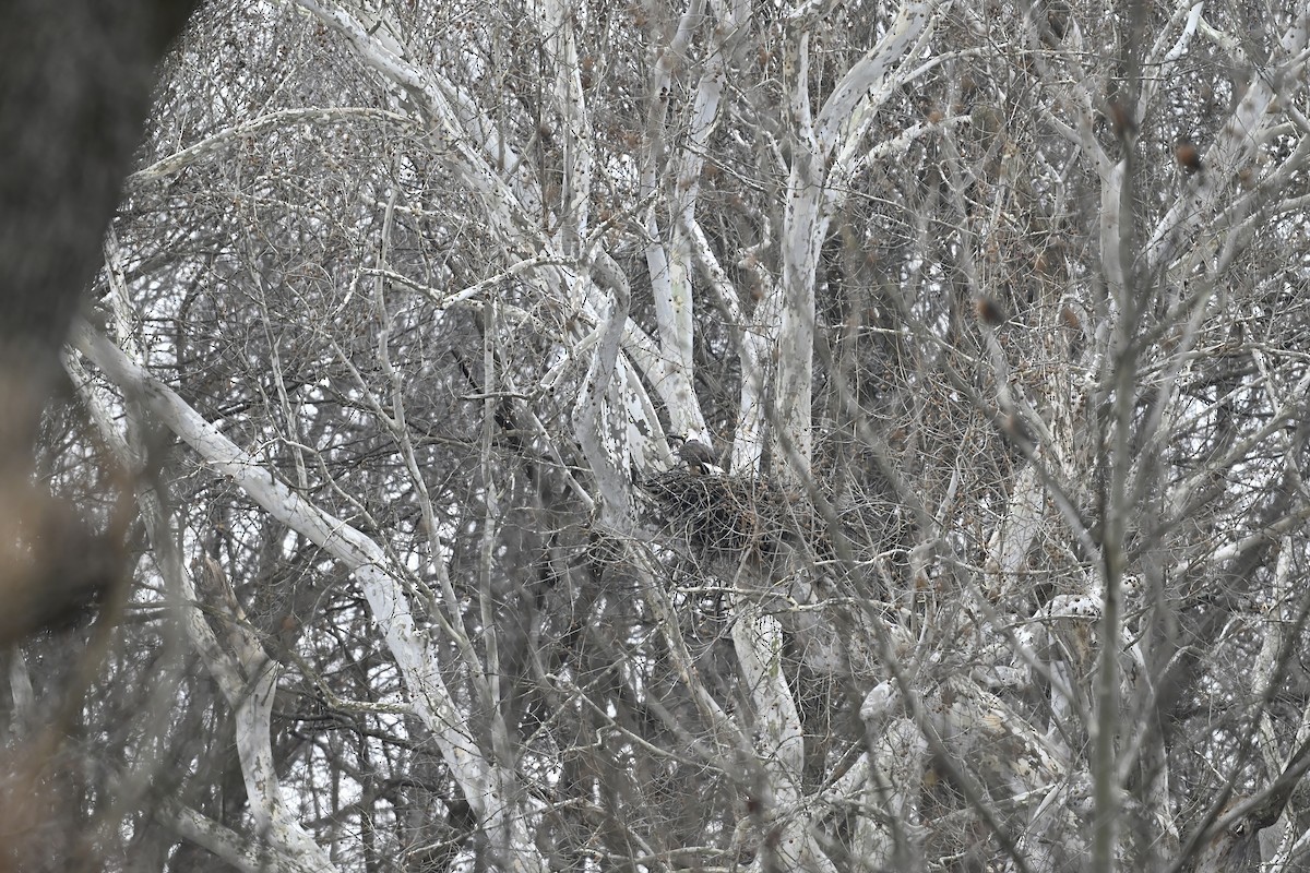 ハクトウワシ - ML646618899