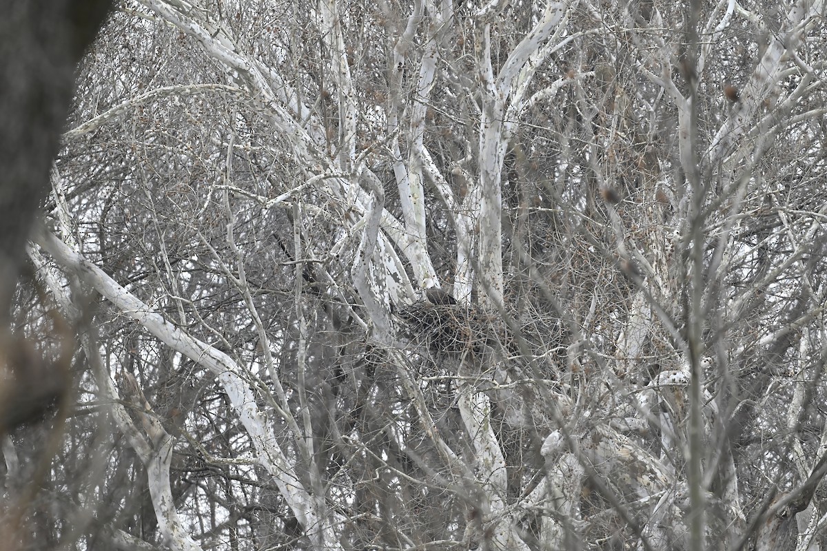 ハクトウワシ - ML646618900