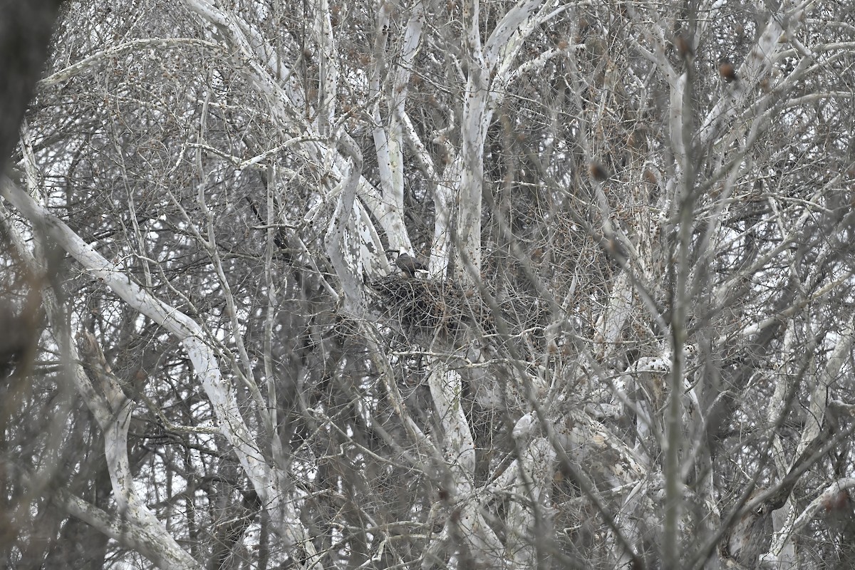 ハクトウワシ - ML646618901