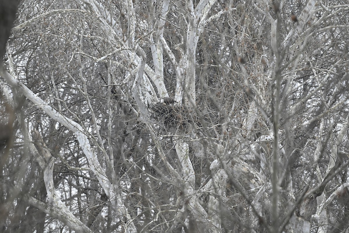 ハクトウワシ - ML646618902