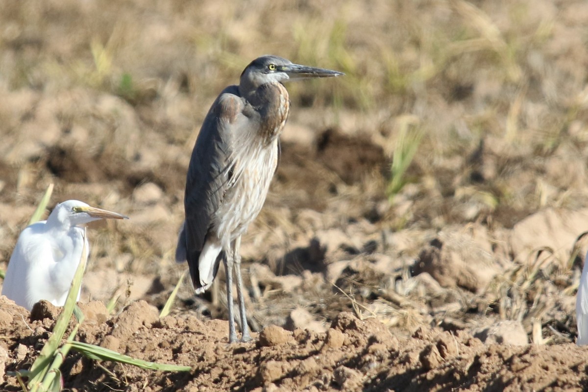 Great Blue Heron (Great Blue) - ML646618903