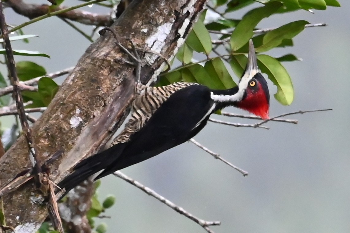 Picamaderos Barbinegro - ML646618907