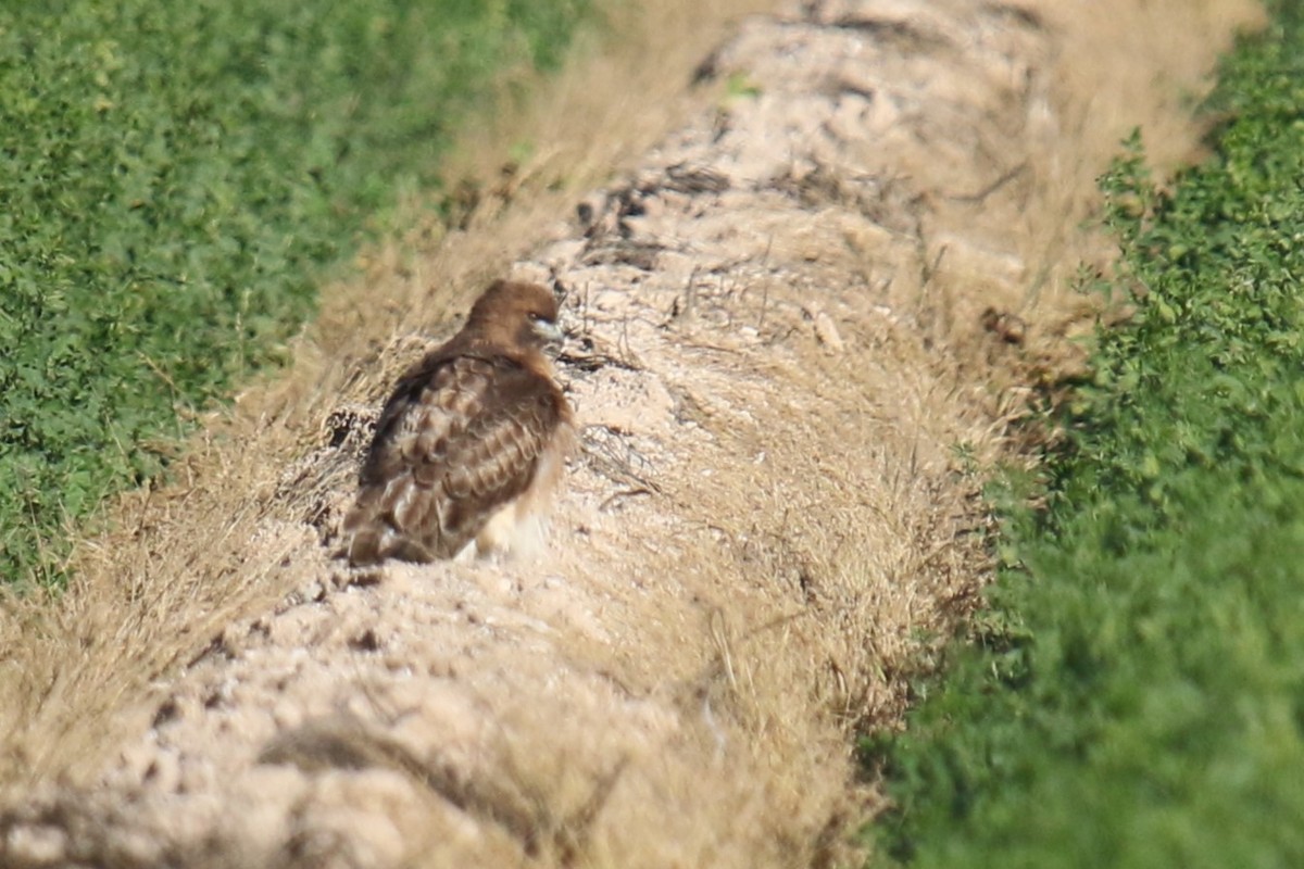 Red-tailed Hawk - ML646618908