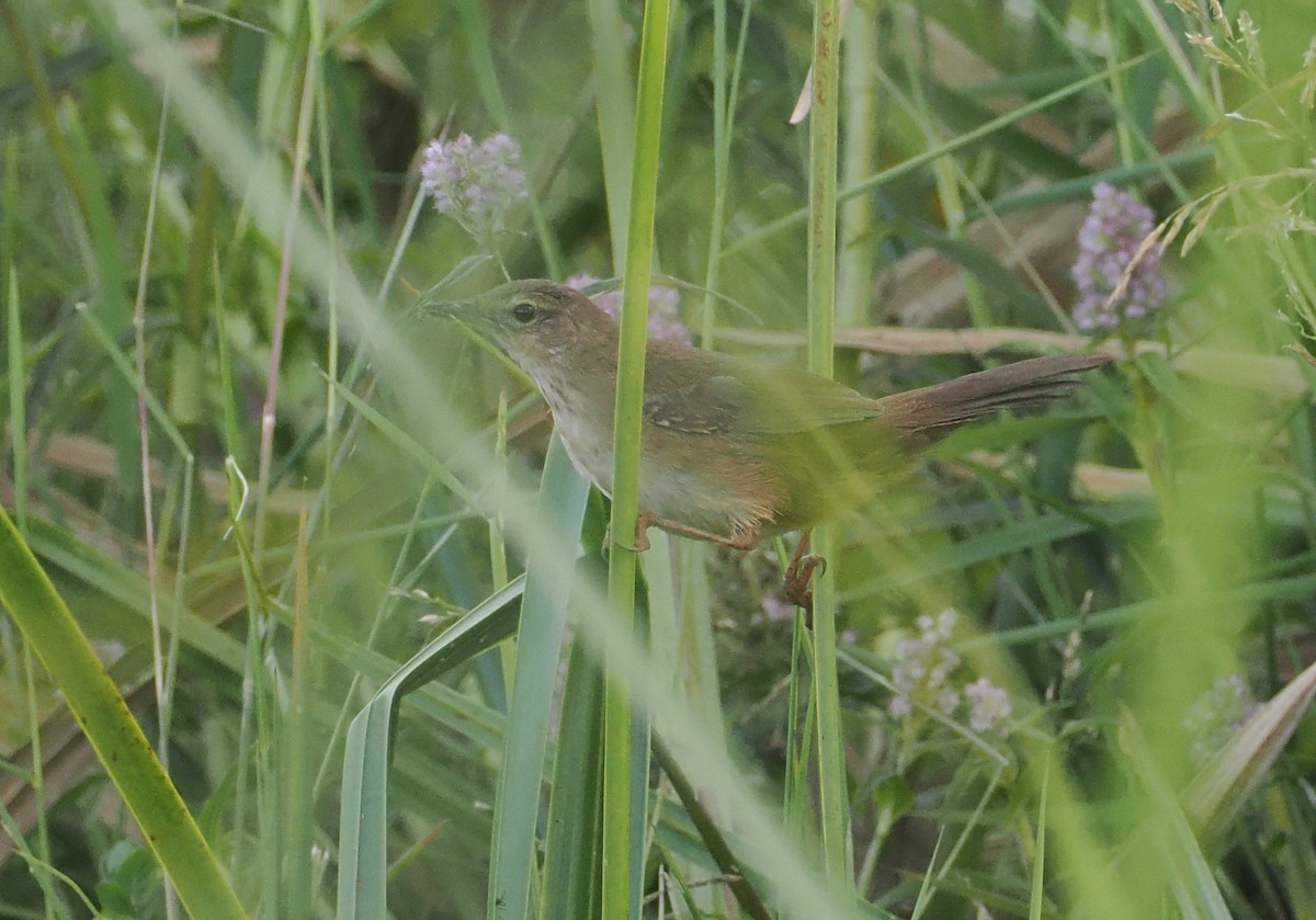 Highland Rush Warbler - ML646618913