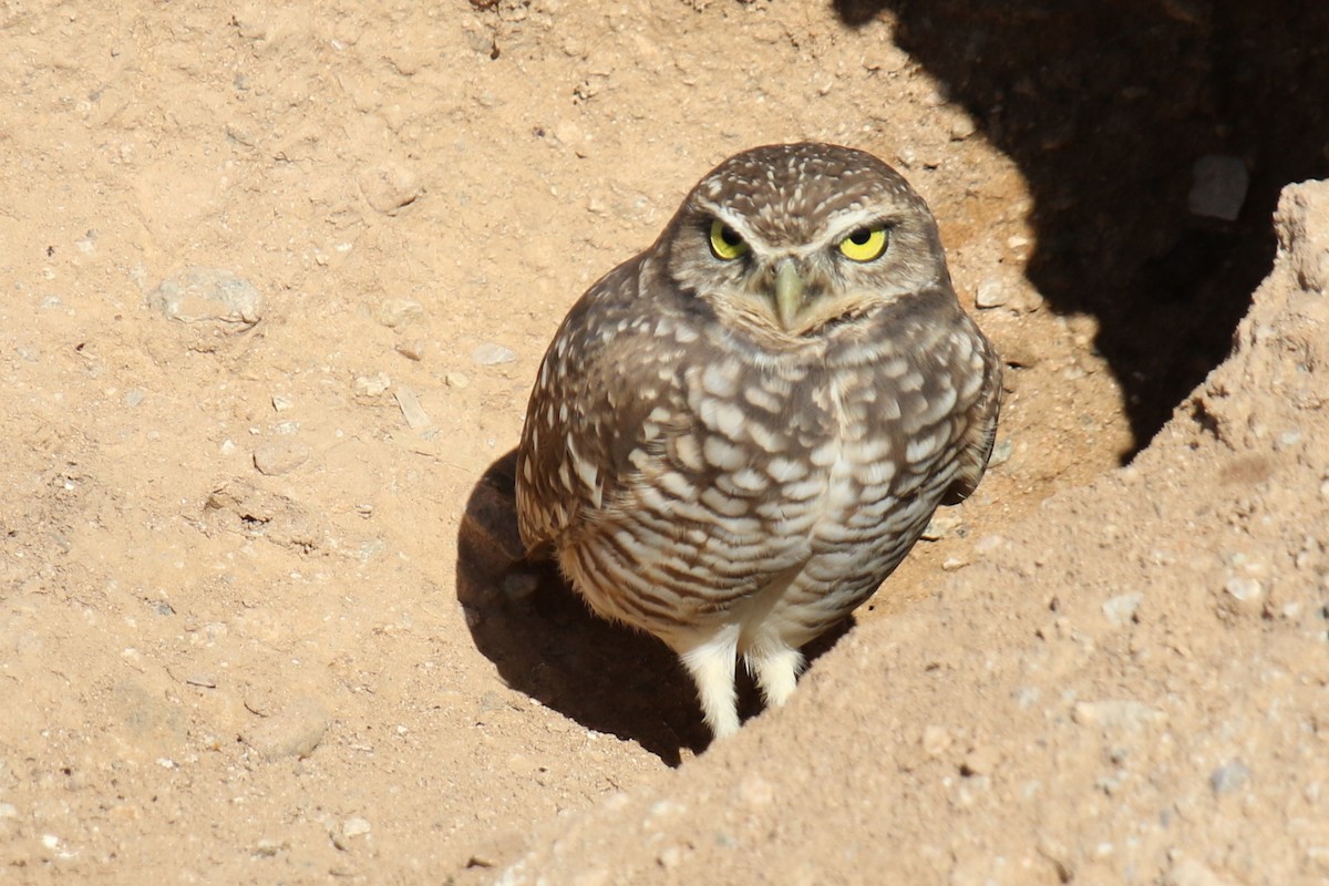 Burrowing Owl (Western) - ML646618917