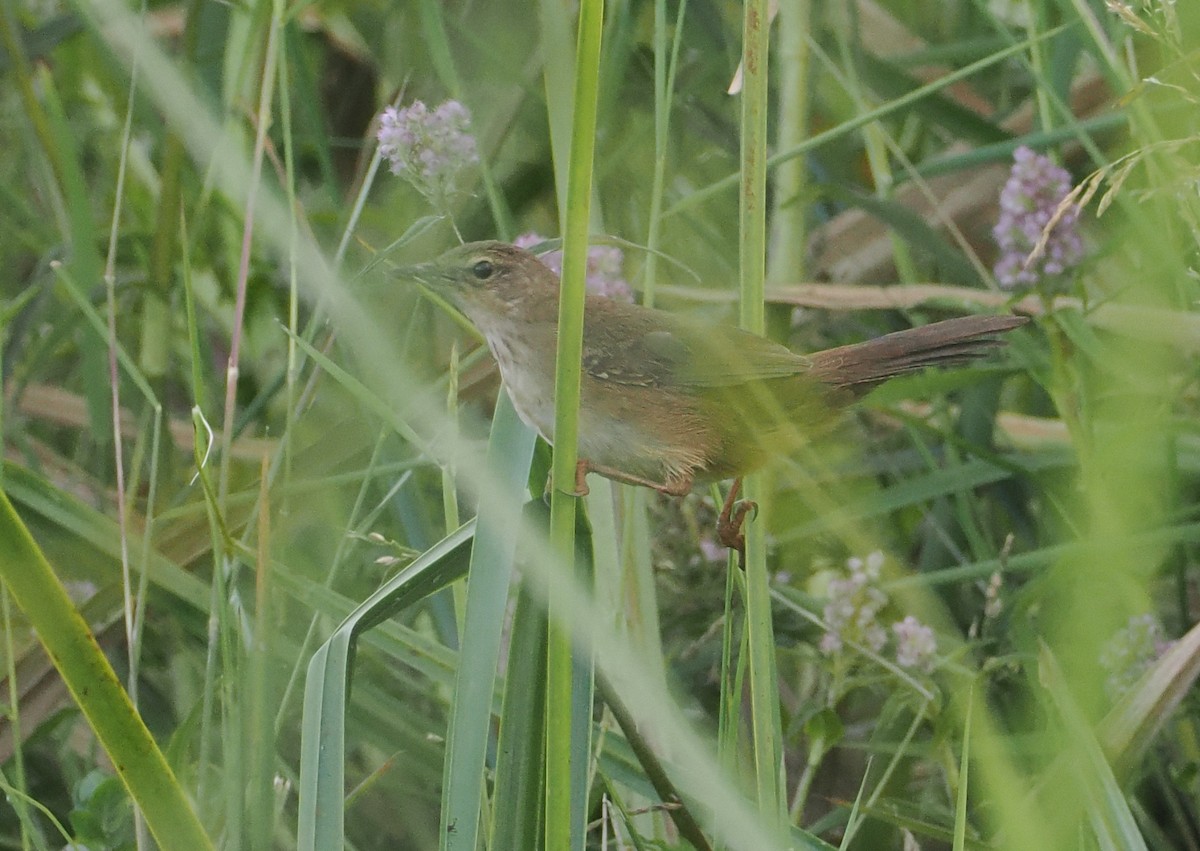 Highland Rush Warbler - ML646618919