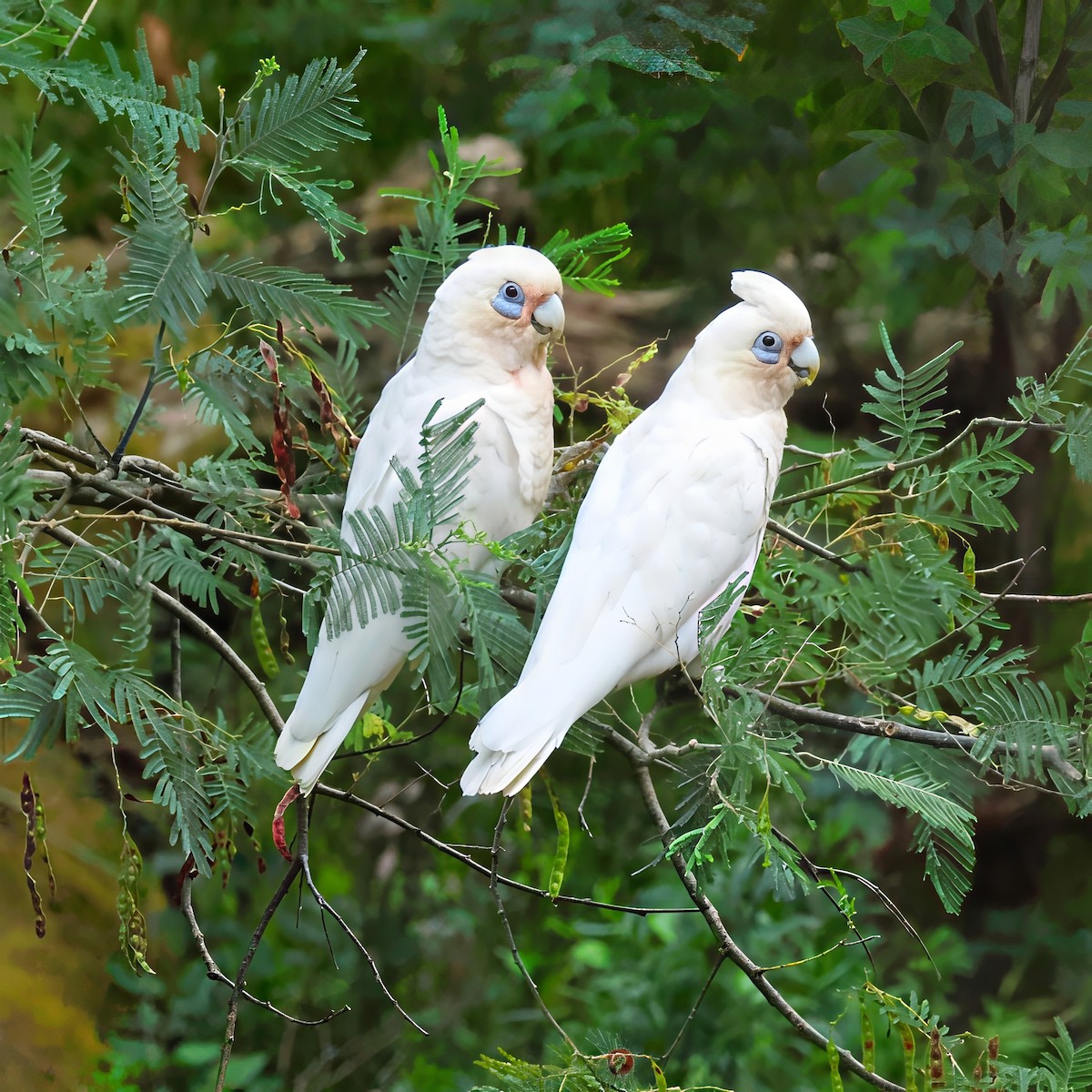 Little Corella - ML646618920