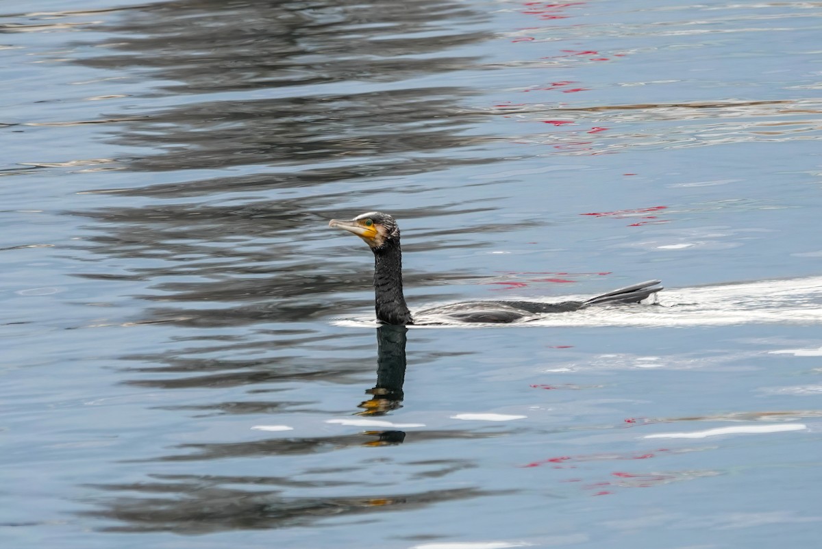 カワウ - ML646618921