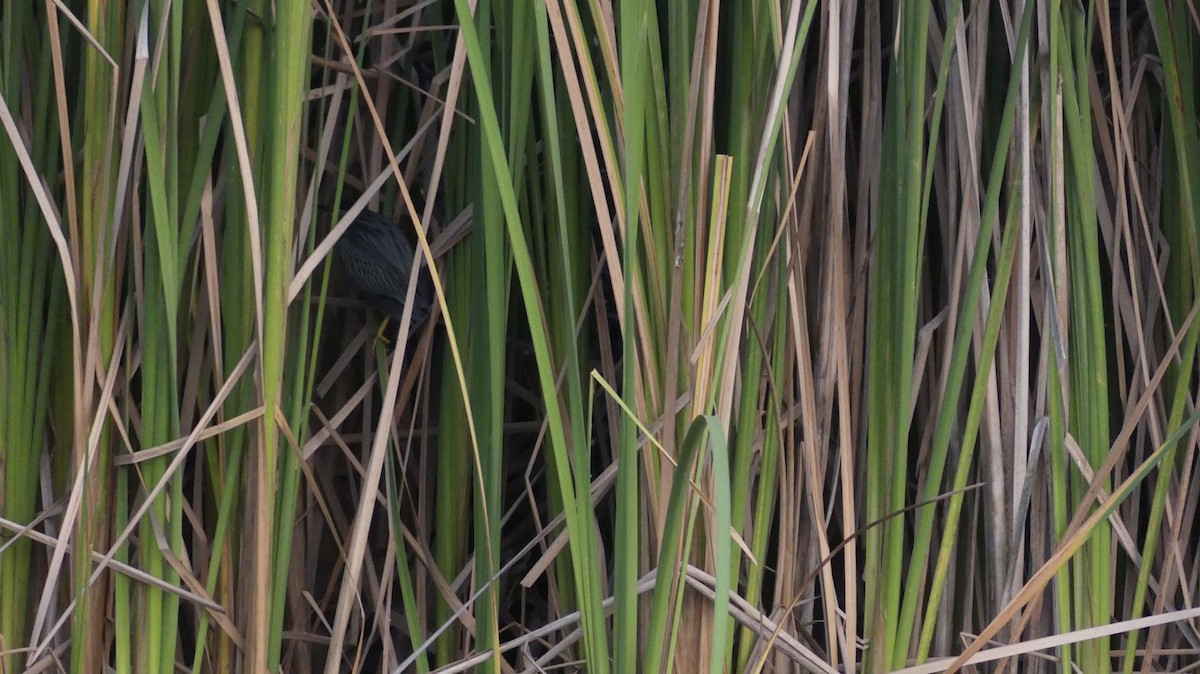 Чапля смугаста - ML646618922